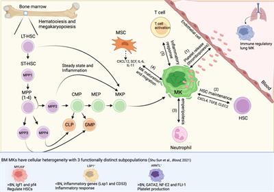 Frontiers | Megakaryocyte Diversity In Ontogeny, Functions And Cell ...